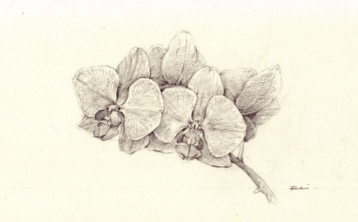 玲 絵描き A Twitter 仕事行く前にもう一回 武器ではなく花を 私の作品もっと沢山の人に広がれ祭り 参戦 鉛筆デッサン 玲 絵描き A Twitter 仕事行く前にもう一回 武器ではなく花を 私の作品もっと沢山の人に広がれ祭り 参戦 鉛筆デッサン