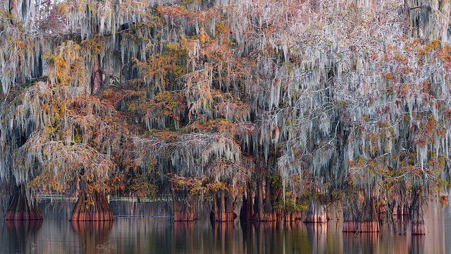 some_yeo's tweet photo. Fishermen and environmentalists are fighting the #bayoubridge pipeline in the incredibly beautiful Atchafalaya Basin. They say spoil banks are killing the crawfish and reducing flood protection. 
https://t.co/TyGE0evVx0 https://t.co/ukoCPzZw9h