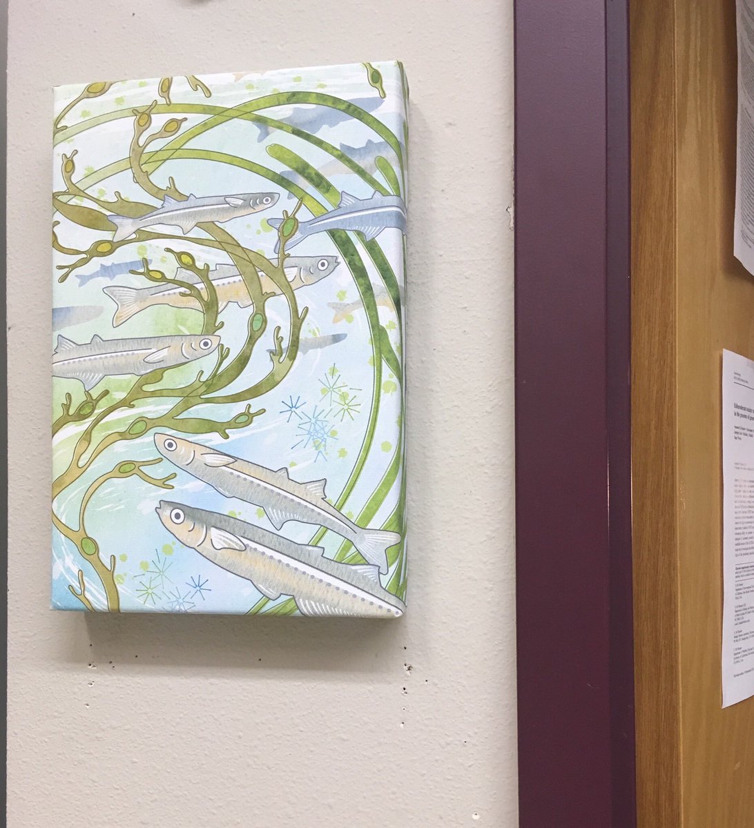 smbrander's tweet photo. Excited about our new #Menidia #silverside lab art from #CERF2017, thanks @bmdecourten !! https://t.co/LwZy6sQHiQ