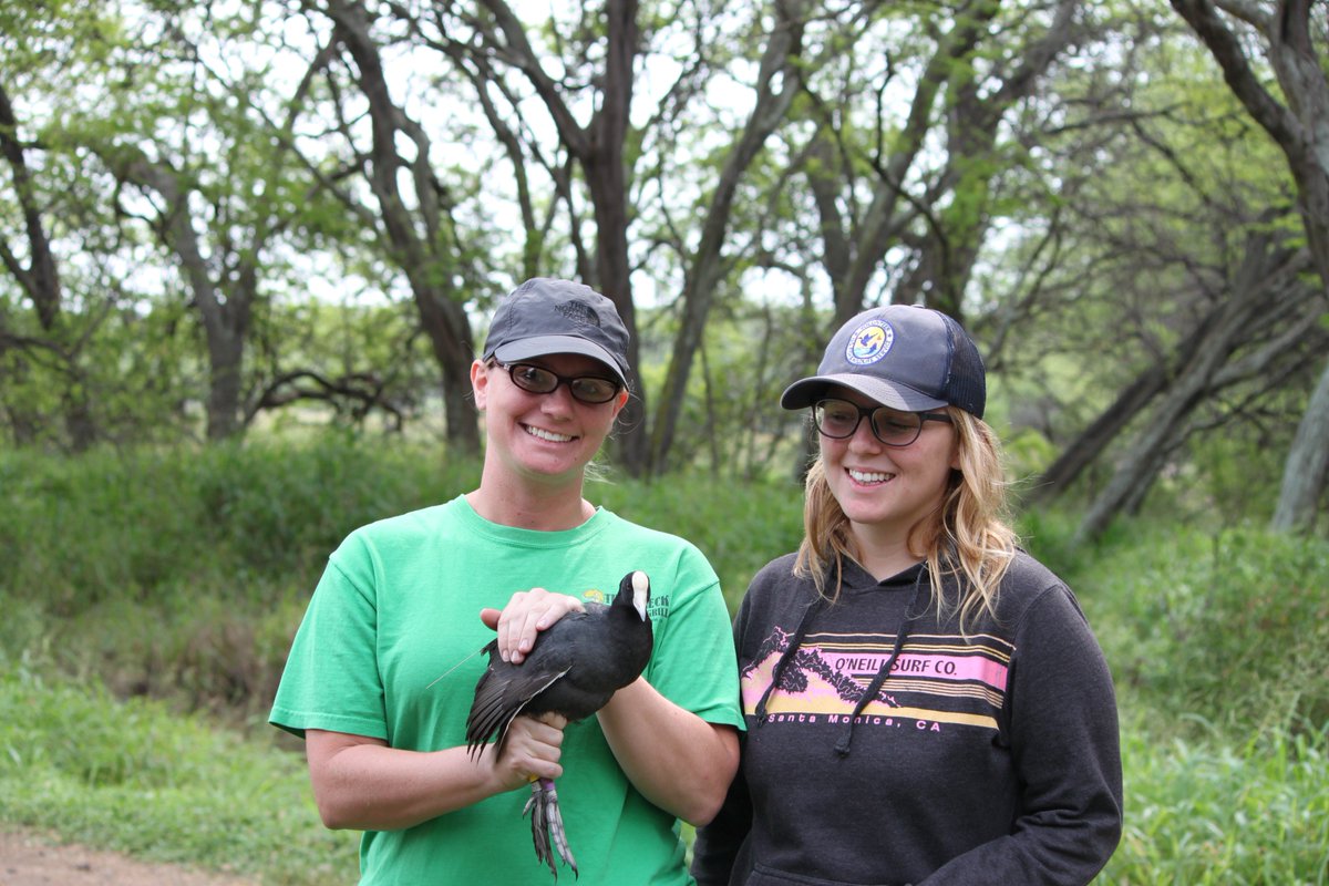 KukuluAeo's tweet photo. Aloha to the woman I have met along my journey. @annie_e_miller @HiBiologist @HiWildlife @EcologyForAll @CnsrvHI @sophiacooke I have learned and been inspired by you, and it's not very hard to see why.
#InternationalWomensDay #Biobombshell #WomenInSTEM #WomenInScience #Manawahine https://t.co/bPSJvfFBYc