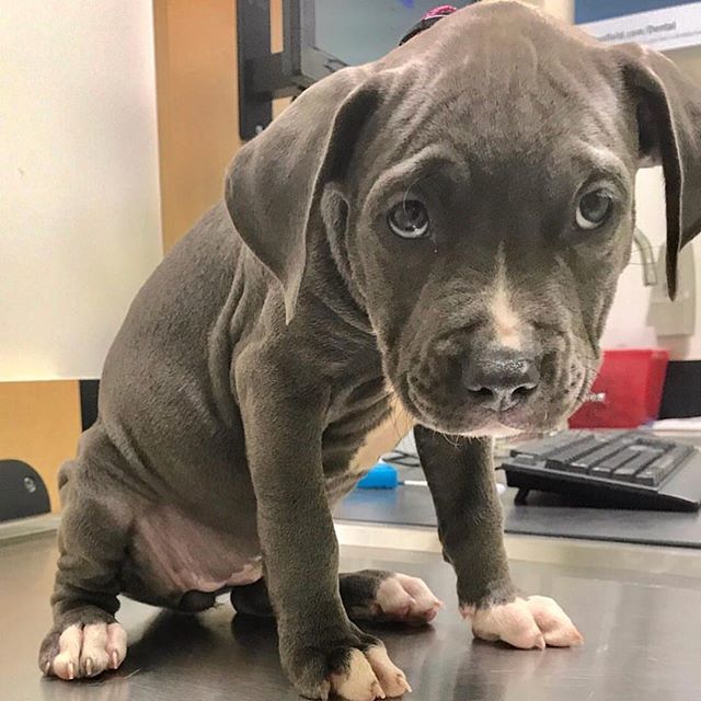 Dis is not what I meant by dog park...😒 @adventuresoflucyandjack #sadpuppy #PupBox