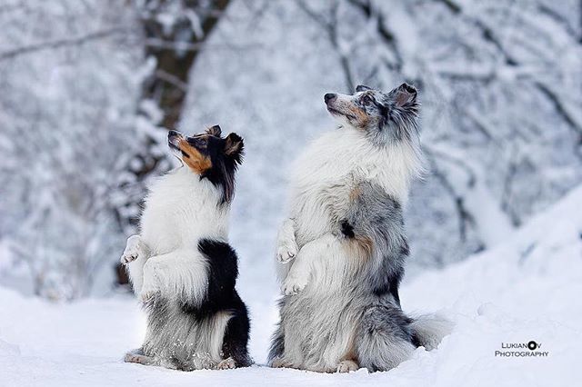 EvaDogcom's tweet photo. « #ShetlandSheepdogs are an all-around family #dog. #Shelties love their families and want to be included in all activities, both outdoors and indoors. They get along well with kids, and enjoy interactive outdoor games. Shelties are highly intelligent and pick up training ve… https://t.co/XGFiuXETbp
