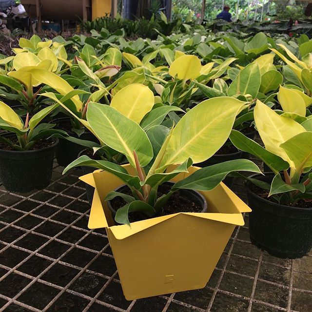 BYMAKING's tweet photo. Lots of plants look great in Bloom – whether indoor, outdoor, shade, or sun – so however will you decide which one you'll take home FREE with your Bloom purchase? Ask the San Antonio Farms team! They've been in the business of beautiful plants for 60 yea… https://t.co/Q7VD7939Cm https://t.co/0g2X3Ndb0F