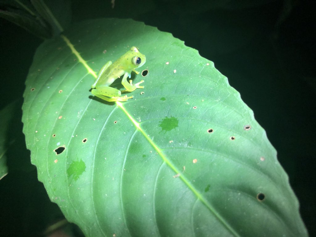 CVAnderson_USD's tweet photo. Some other animals seen during Anolis field work at Piedras Blancas National Park, Costa Rica. Photos of a Glass Frog (ID still pending), Dendrobates auratus, Porthidium porrasi (White-tailed Hog-nosed Pit Viper), and Leptophis ahaetulla (Parrot Snake). #AndersonLabUSD https://t.co/fpp5KzYoYy