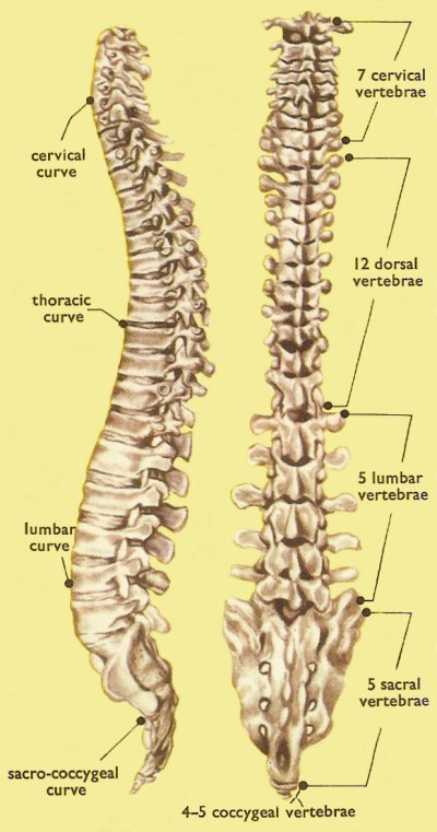 Dorsal – In latin Dor/Dur/Thor = circlulating, hibernating, to dwell (dormant, dorm). Sal = Sol, Sun & Lunar, Saul, Savior. Salt =crystalized elements/sea water=Christ’eL. Sal Ammoniacus' (salt of Amun)Fish have a dorsal fin.  #Dorsal