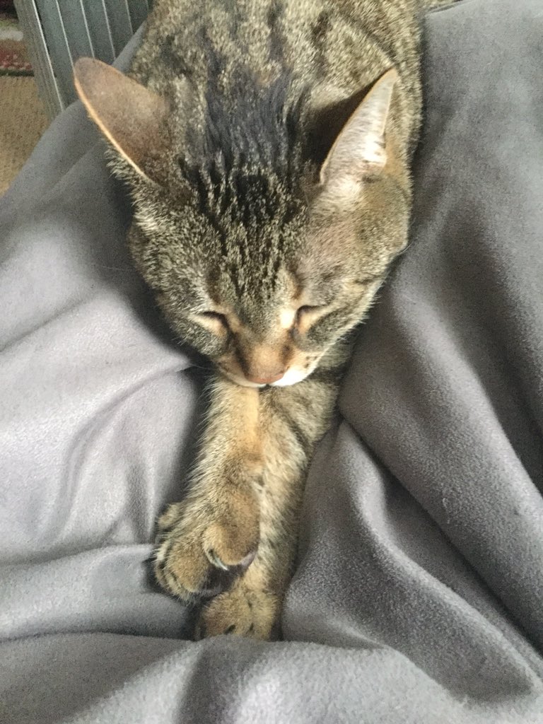 Cats who trust humans.