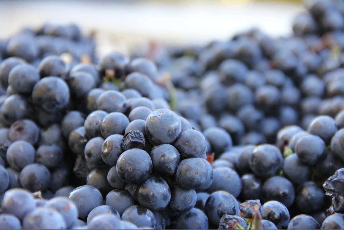 ElDoradoWines's tweet image. In El Dorado #Wine Country there are approximately 70 different varieties of grapes, ranging from Gewürztraminer, which does best in the higher and cooler portions of the county, to #Zinfandel and Barbera, which ripen perfectly in warmer climates.