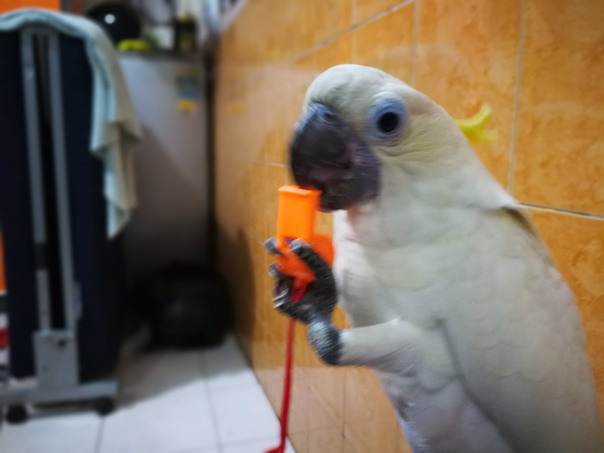 aria_semuthtm's tweet photo. Kang parkir 
#cockatoo #kakatua https://t.co/T3i6micv9I