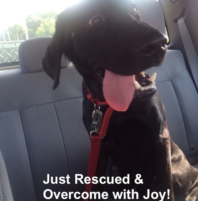 The face of pure joy--just rescued & loved for the first time in her life! #rescuedog #AdoptDontShop #petadoption #cutepuppy #blacklabmix #dogsoftwitter #NationalPuppyDay #FridayMotivation