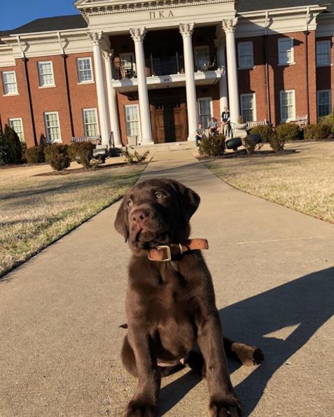 It's #NationalPuppyDay, and we want to see your #PikePups!