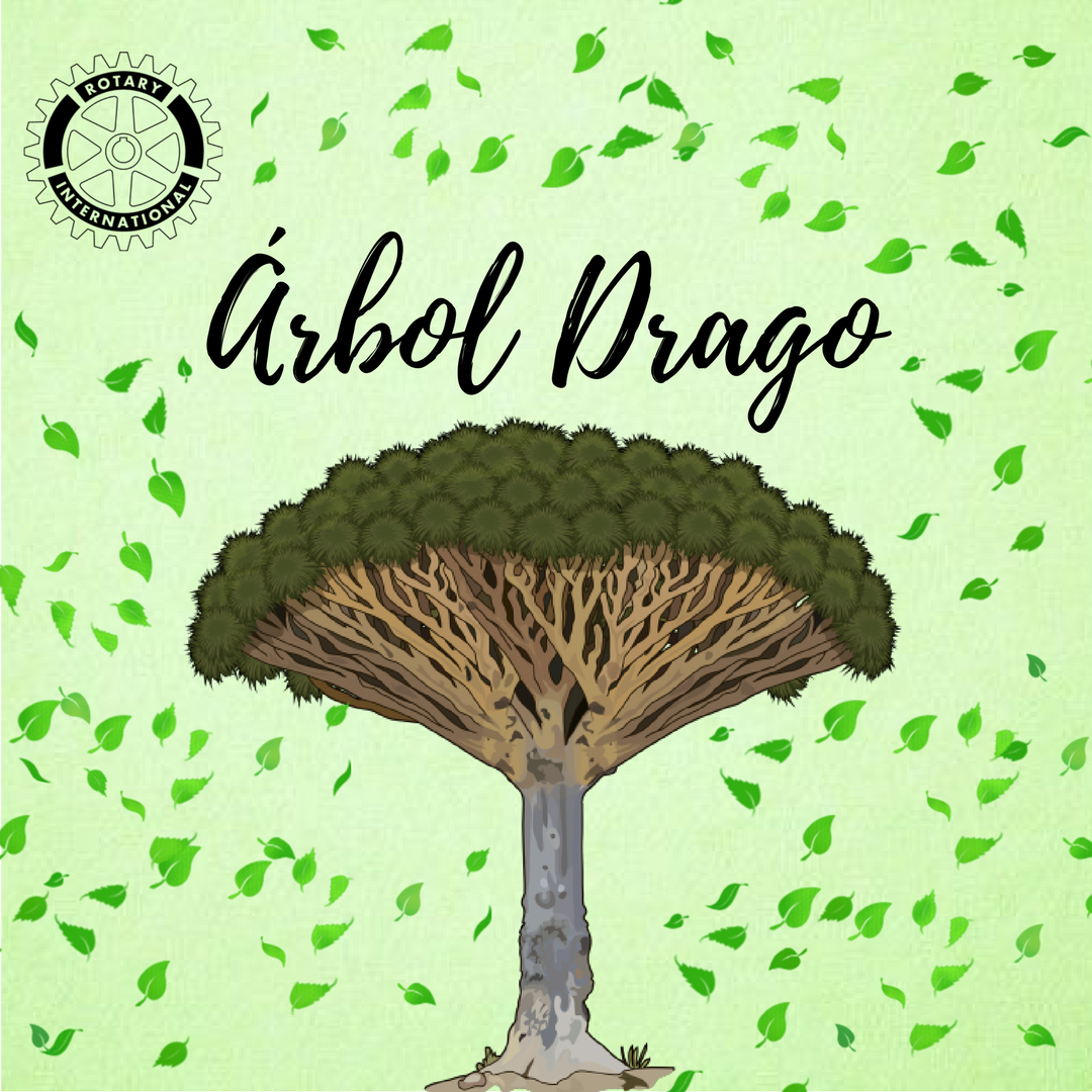 ¡Conoce al Árbol con sangre de Dragón!
#ArbolDragon #ConoceConRotary #Rescata #FormandoBuenosCiudadanos #Arbol #MundoVerde