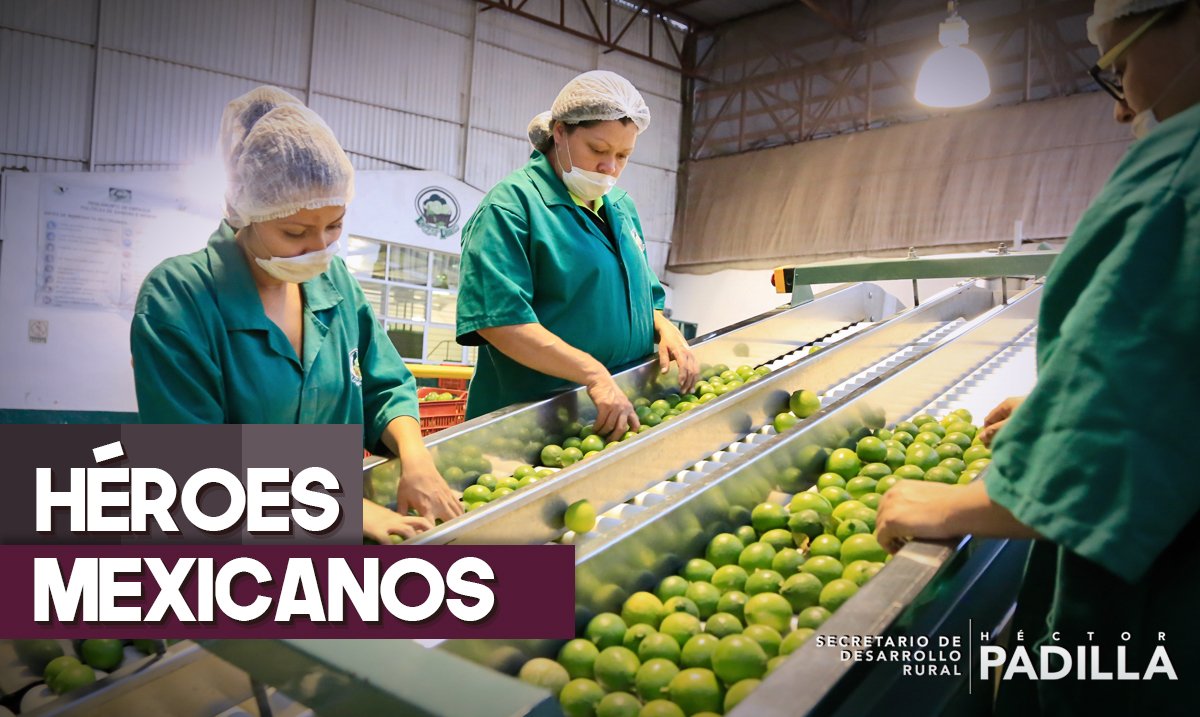 Hector_PadillaG's tweet photo. #HéroesMexicanos son aquellos que con sus manos sostienen a un gigante, el #GiganteAgroalimentario. https://t.co/hsu0PixrM7
