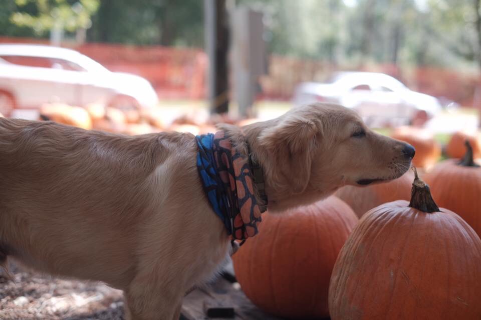 ufultimate's tweet photo. #NationalPuppyDay It’s impossible to find a cuter pup than our boy Mason 😍 https://t.co/sG7pgMiIsq