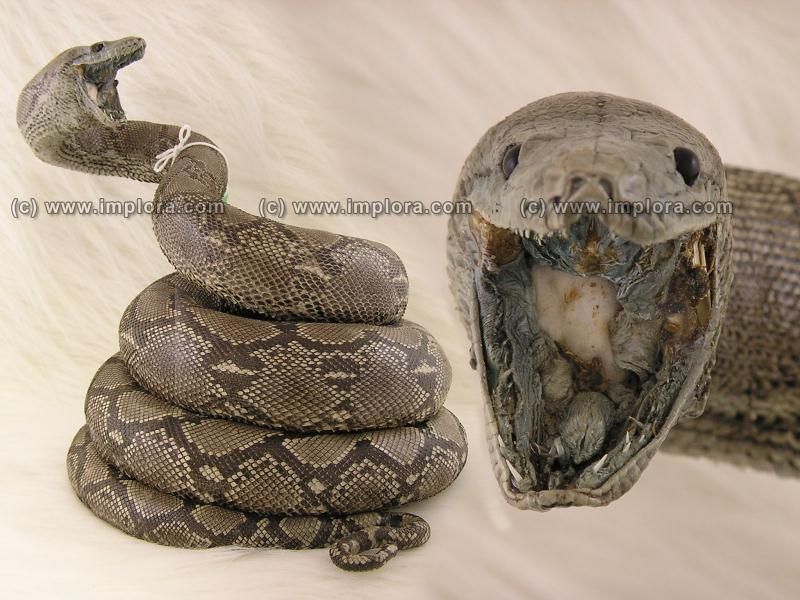 Implora Snakeskin tweet media