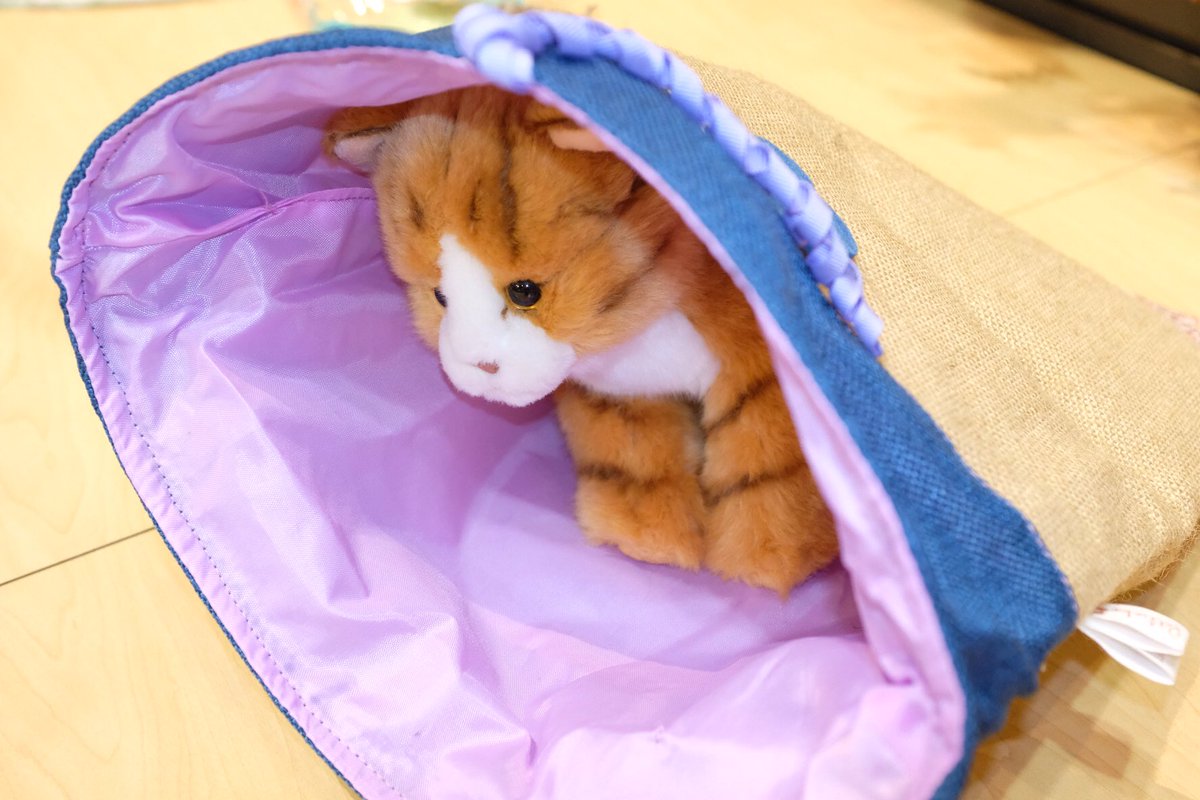 Propel_Com's tweet photo. Peekaboo! New #cathideaway #cattoy from @petlinksbrand at @GlobalPetExpo #globalpetexpo #crazycatlady https://t.co/pj7lt7c13m