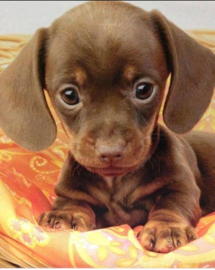 MiniOpener's tweet image. It's national puppy day. Please adopt a puppy or support your local shelter.#AdoptDontShop #NationalPuppyDay #dogs #ADOPT #puppylove #pets #cute #sweet