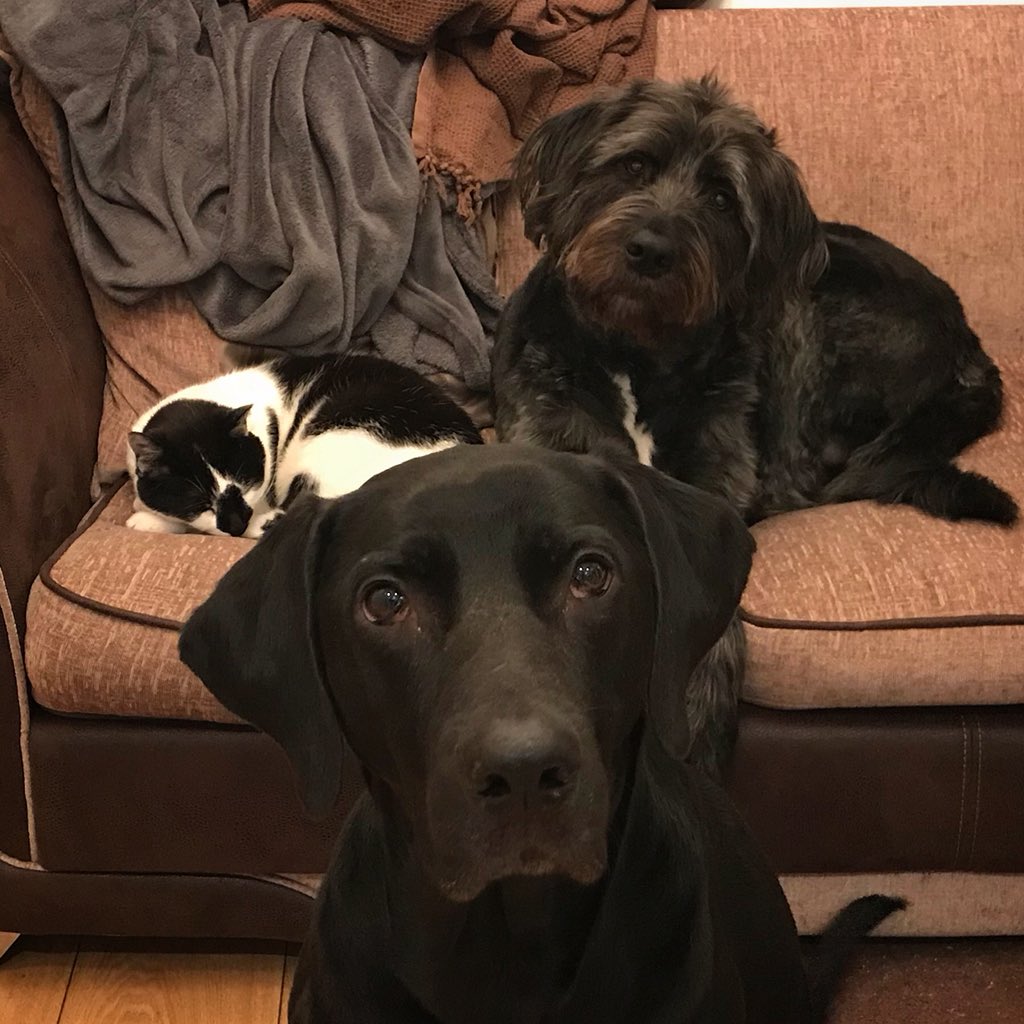 ca_chamb's tweet photo. @dog_rates @dog_feelings  https://t.co/qZFqTlbvOn