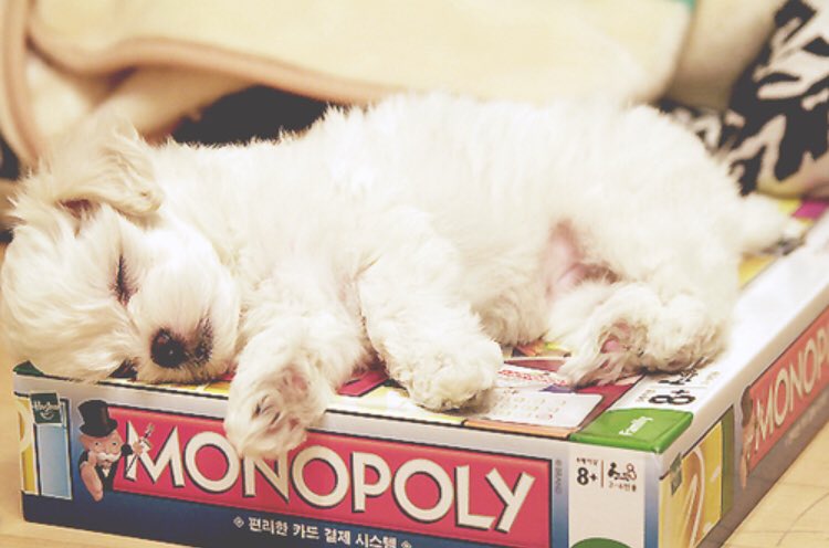 DirtySquad_'s tweet photo. #Puppies will always protect what is theirs(no matter how cute they look doing it) would you protect your Dirty Squad? 💪🏽 #nationalpuppyday #puppys #games #boardgames #tabletopgames https://t.co/CnTRvx7wAM