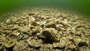 MarylandDNR's tweet image. Do you want to hear what #oysters can do for you &amp;amp; what you can do for them?
DYK what happened to MD's oyster population &amp;amp; what's being done to bring it back? 
Register for the State of the Coast Conference!
mdstateofthecoast.org
