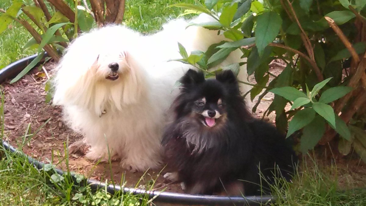 Today is National Puppy Day!