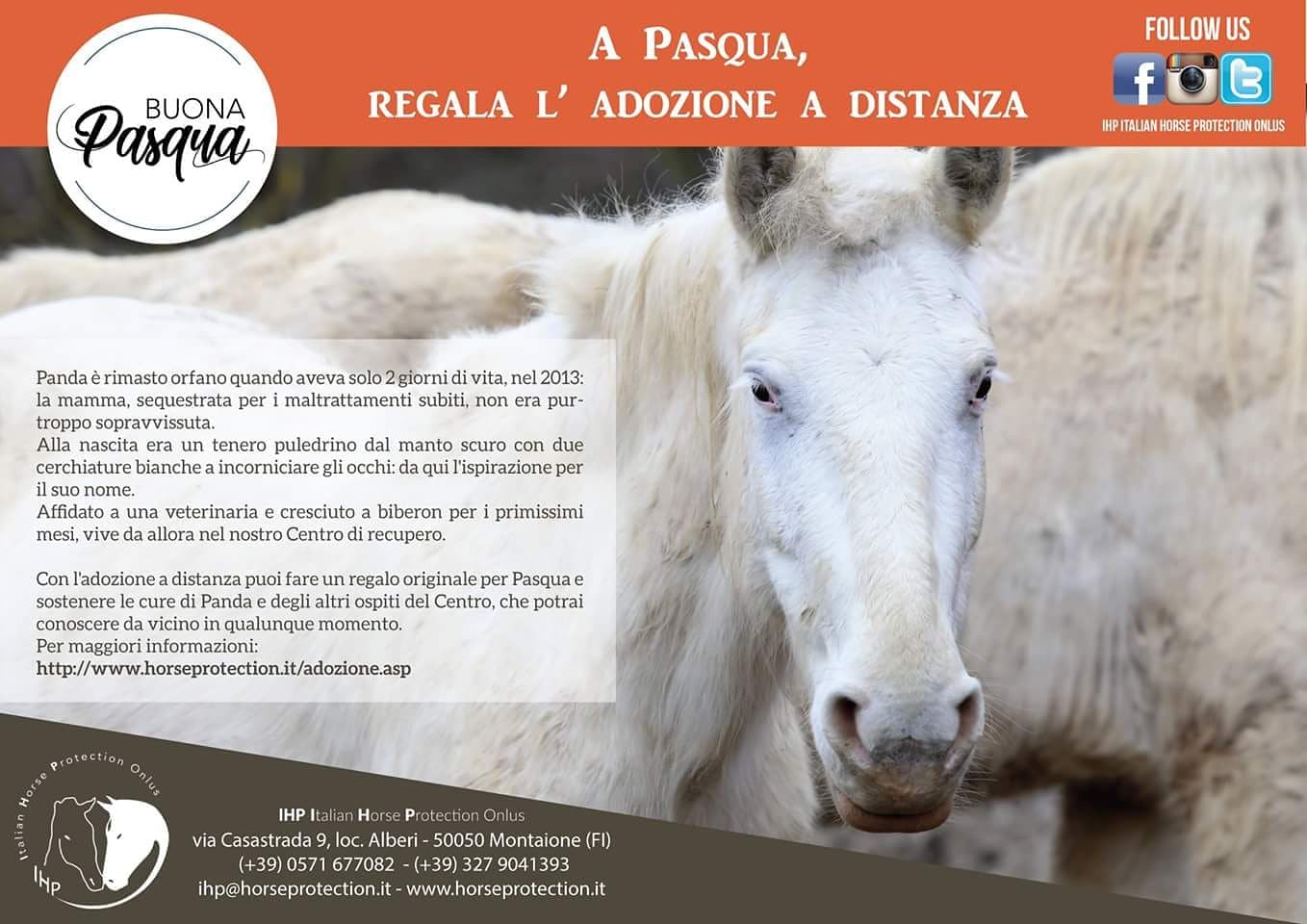 Italian Horse Prot A Pasqua Regala L Adozione A Distanza T Co X4vplutgf9