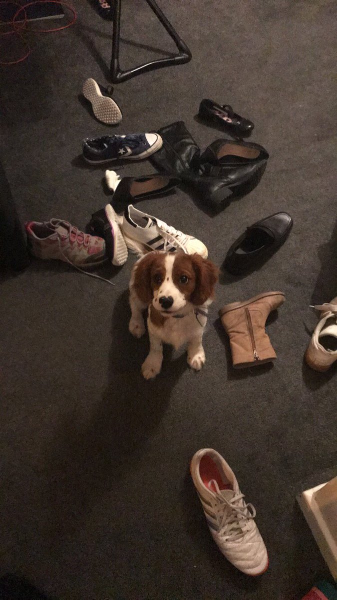 #NationalPuppyDay- joining in on this one as a first time puppy owner. This just sums up how much of a little mischief he is 🐶