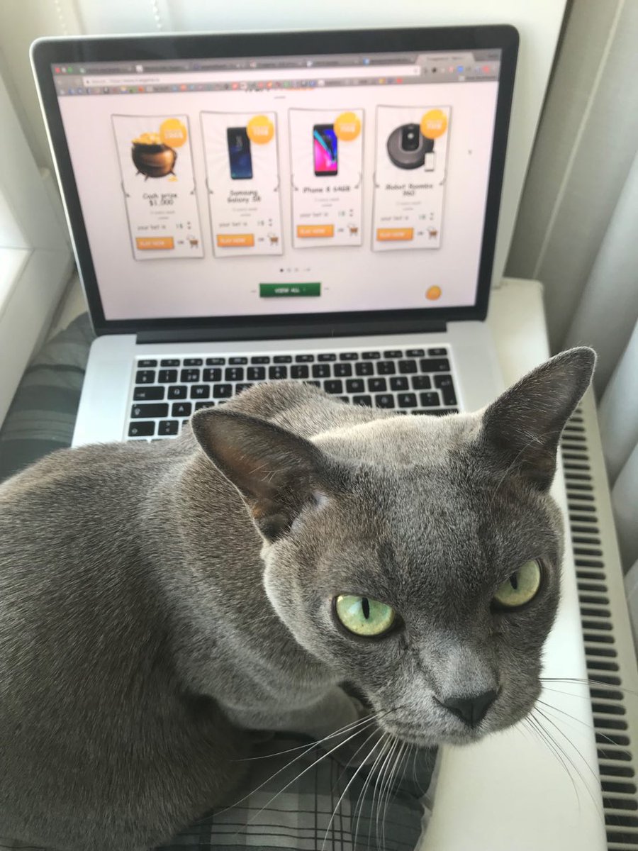 truegameSRL's tweet image. Cat plays, cat wins - Truegame is the place where anybody can win! #Truegame #cat