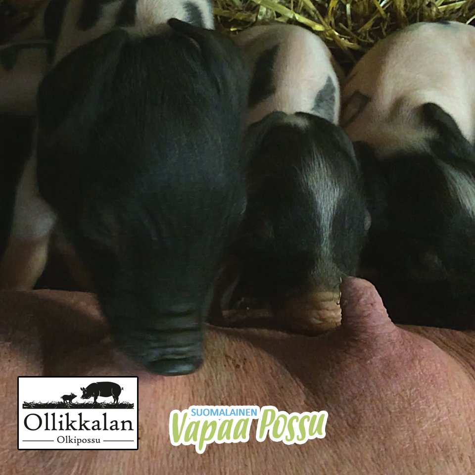 Ollikkalassa on ihan omat lounasaikansa! 😊🐖
 Katso Vapaan possun video osoitteessa valitse.fi  #mattilabros #ollikkala #vapaapossu #valitsevastuullista