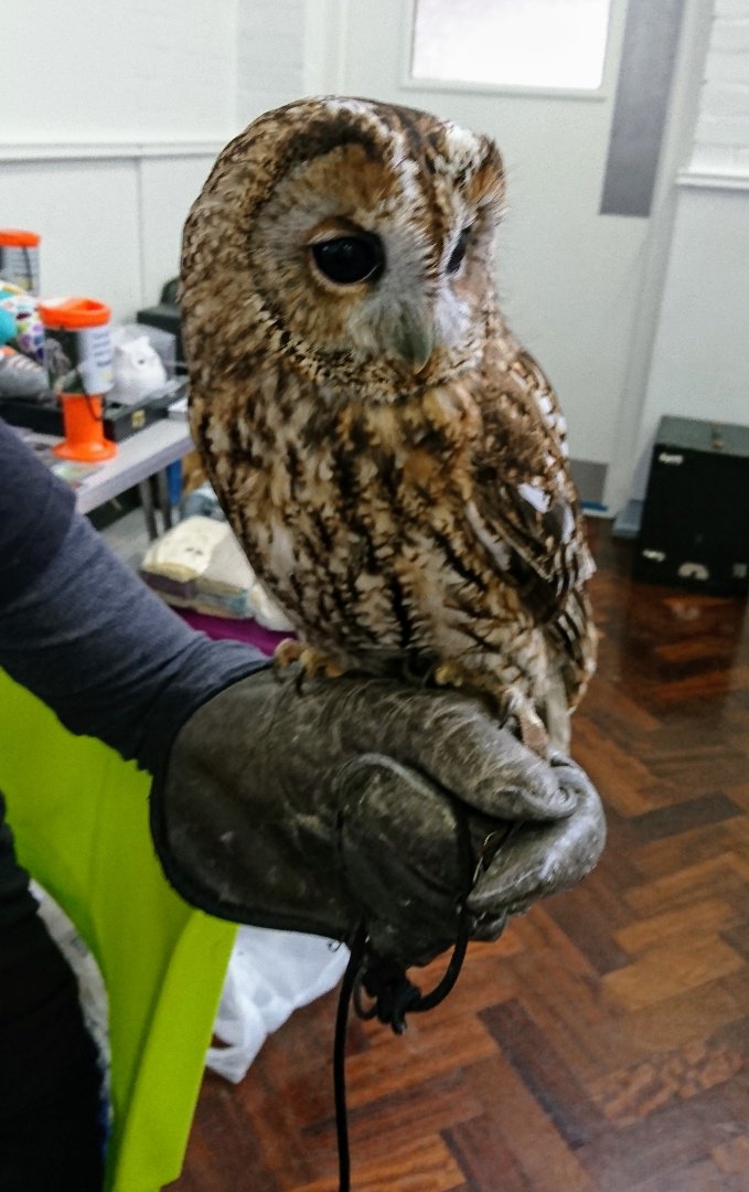 We have some special feathered guests with us today thanks to Norfolk Wild Encounters. #Owl