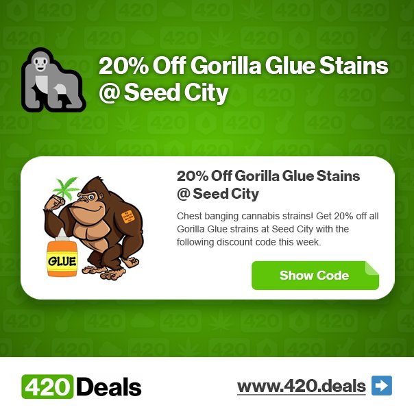 Get Deal ➡️ 420.deals/GLUE

#GorillaGlue #GorillaGlueStrain #SeedCity #CannabisSeeds #GrowYourOwn #CannabisCupWinners #420Deals #420Deal