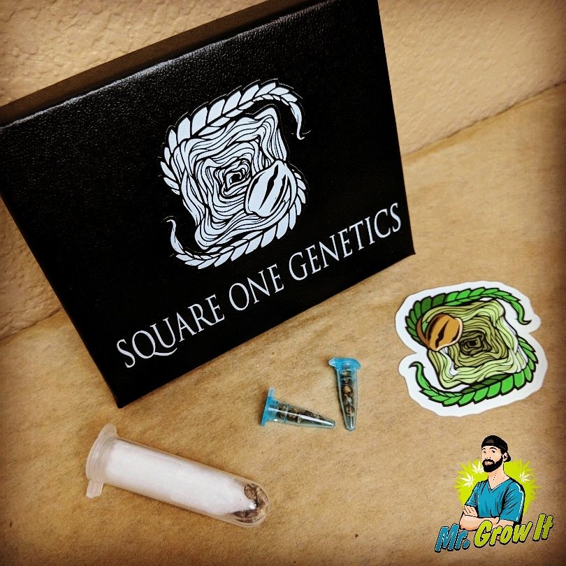 MrGrowIt's tweet photo. I'm glad to see a ton of people have grown these genetics before! I just dropped a few Titans Breath and Brisker OG. Any feedback on how these two strains grow would be greatly appreciated! #squareonegenetics #square1genetics #titansbreath #briskerog #cannabis #weed #marijuana https://t.co/c2dy4wDTsL