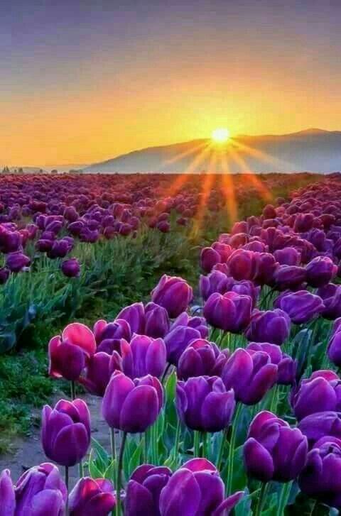 Be willing to be a beginner every single morning. - Meister Eckhart