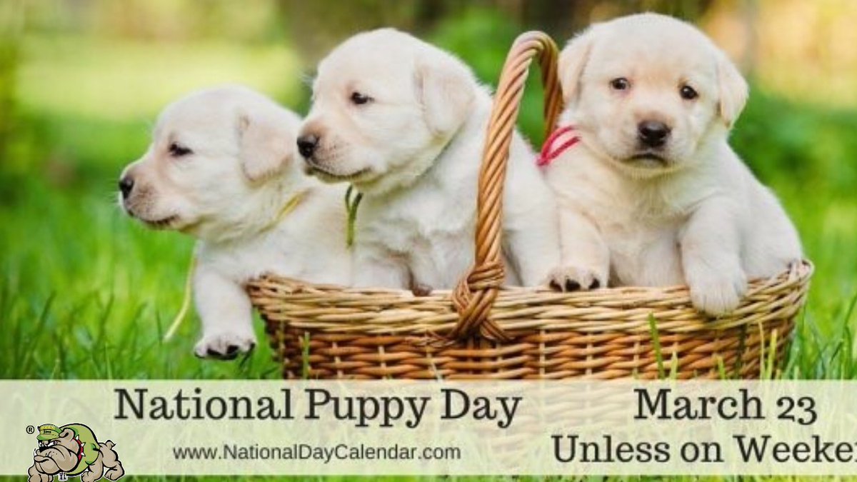 JDogSavannah's tweet photo. March 23 is National Puppy Day! This day was created to celebrate the magic and unconditional love that puppies bring to our lives. WE WANT TO SEE ALL THE DOGS!! Share pictures of your dogs below!! #NationalPuppyDay #JDog #bulldog #junk #recycle #844GETJDOG #friyay https://t.co/S5vc2bLxj0