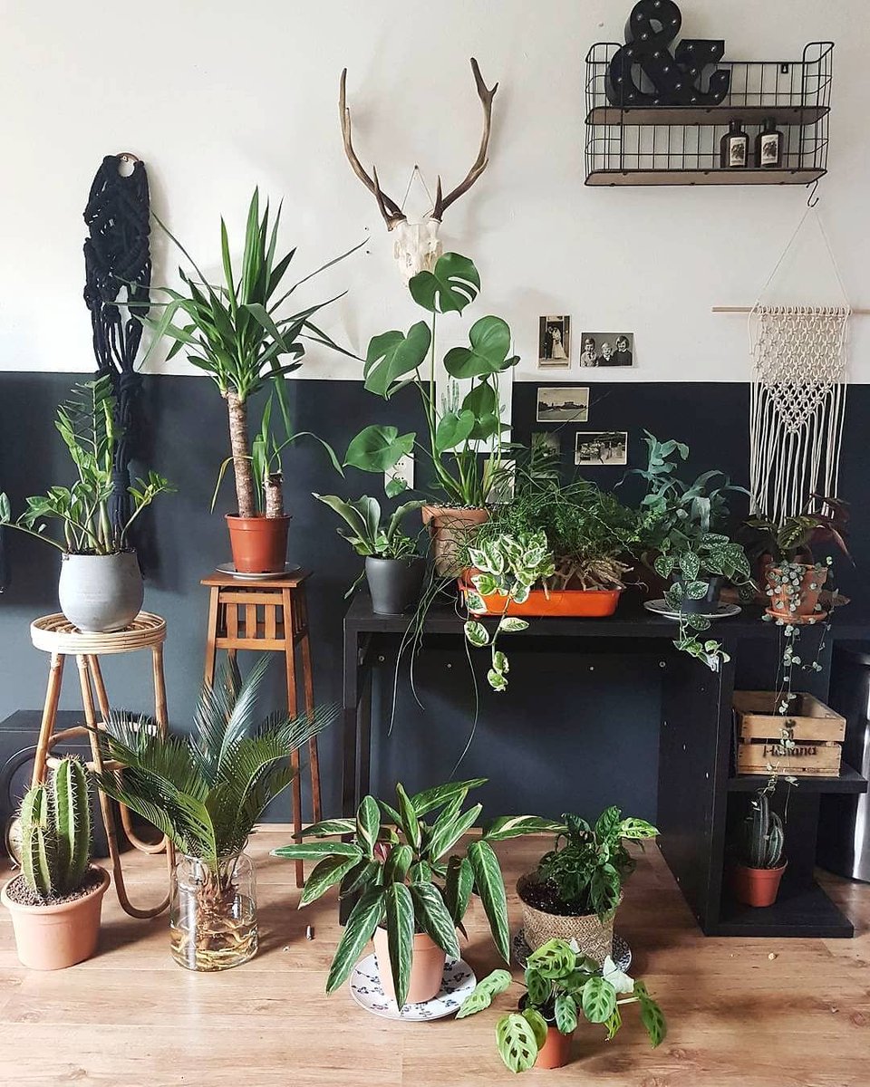 Only beautiful plants in @anne_kohnke's room! And she's a Dutchie, so we like her extra much ofcourse! :) 

 #planten #houseplants #interior #interieur #greeninterior #groeninhuis #interiordesign #inspiration #green #plantsome  #plants