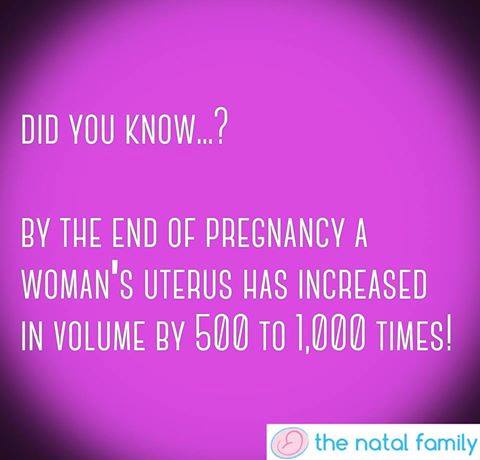 MummyNatal's tweet photo. Friday Fact

Just like you your uterus is amazing. It spends nine months expanding to the size of your baby, and then after that work it goes back down to around its original size https://t.co/tiobb93w82
