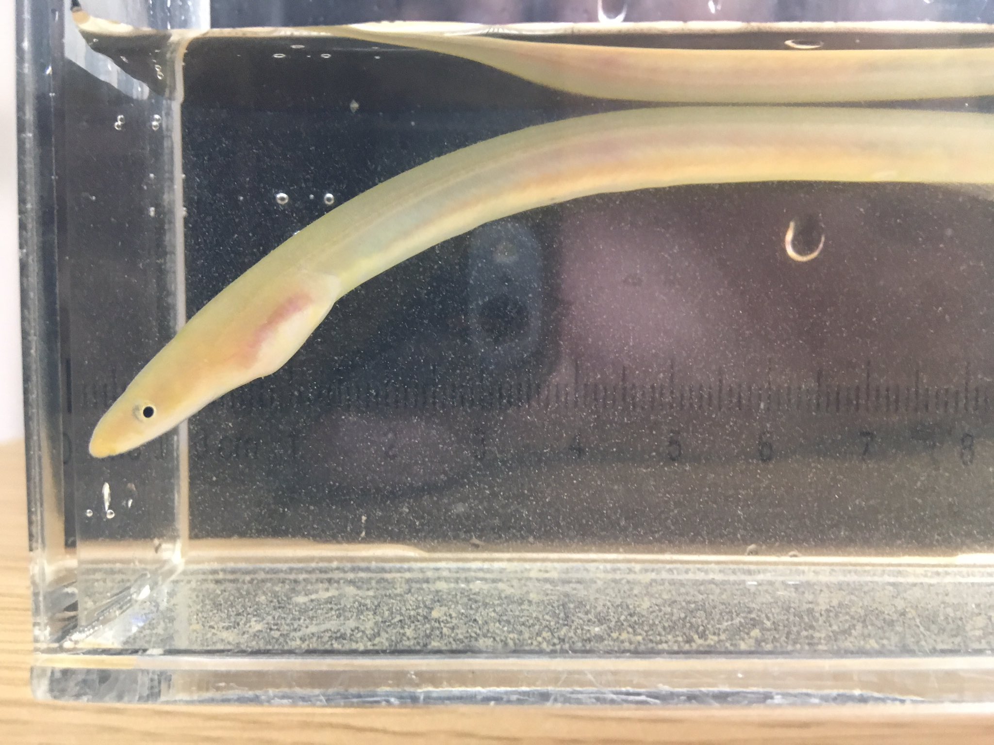 受口石斑魚 クリミミズアナゴ 奄美大島では15年に初めて発見された魚 残念ながら初記録とはならなかったが 初記録の個体とは全く別の場所で採集したため 新たな生息地 を発見できたのかもしれない アナゴと名前に付くが ウミヘビの仲間 だけどぱっと