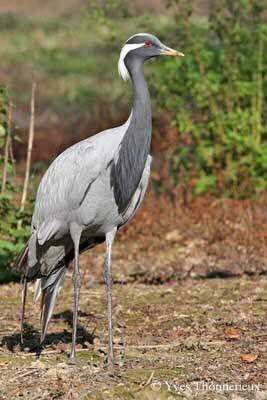 numzee_'s tweet photo. The #Demoisellecrane or #koonj(local name) is a migratory bird. It travels twice in a year and passes through different areas of #Balochistan
Every group of hunters capture 2000-5000 birds and kills more than hundreds of cranes on a daily basis in these areas
#PakistanDay https://t.co/e7zWfJ6xwl