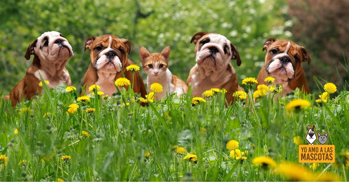 El peligro de la #primavera para tu #perro buff.ly/2HYcliz