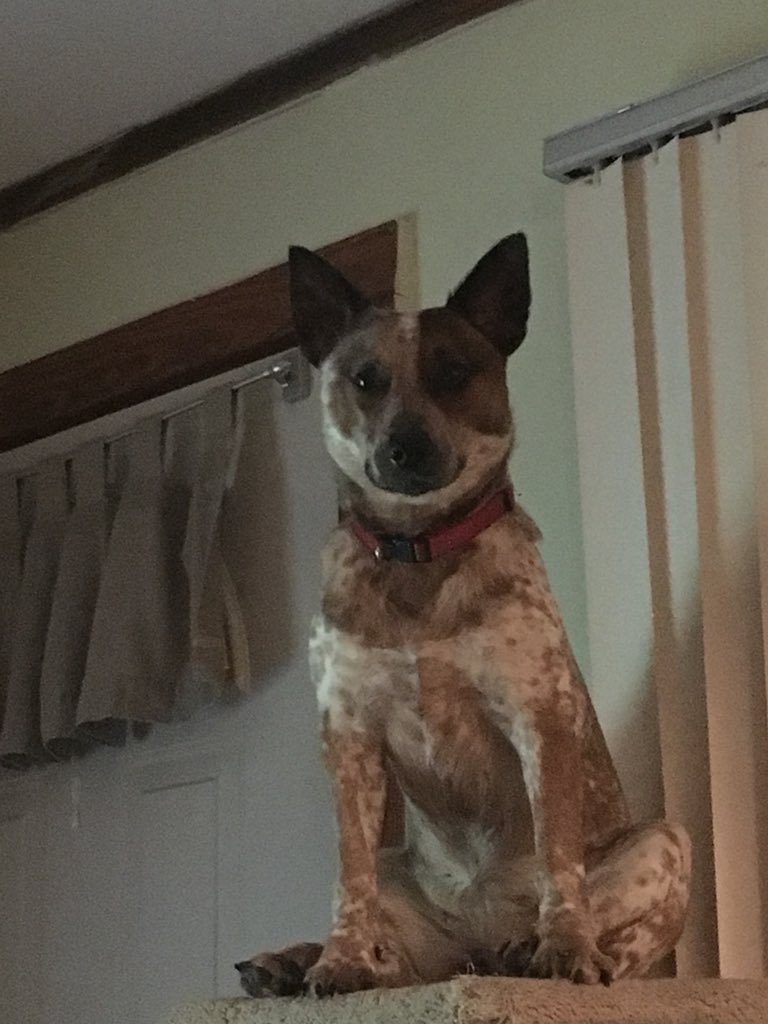 ZanoniAshley's tweet photo. @people #rubythewondemutt #cattledogsrule https://t.co/6U2UcIh95p