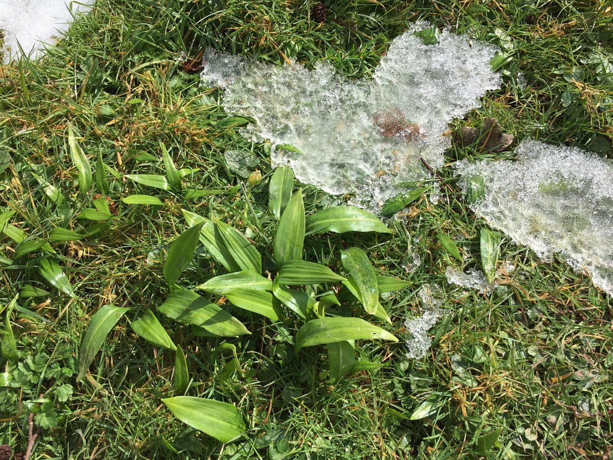 Bombora_'s tweet image. Amazing growth of wild garlic after the snow #pestotime