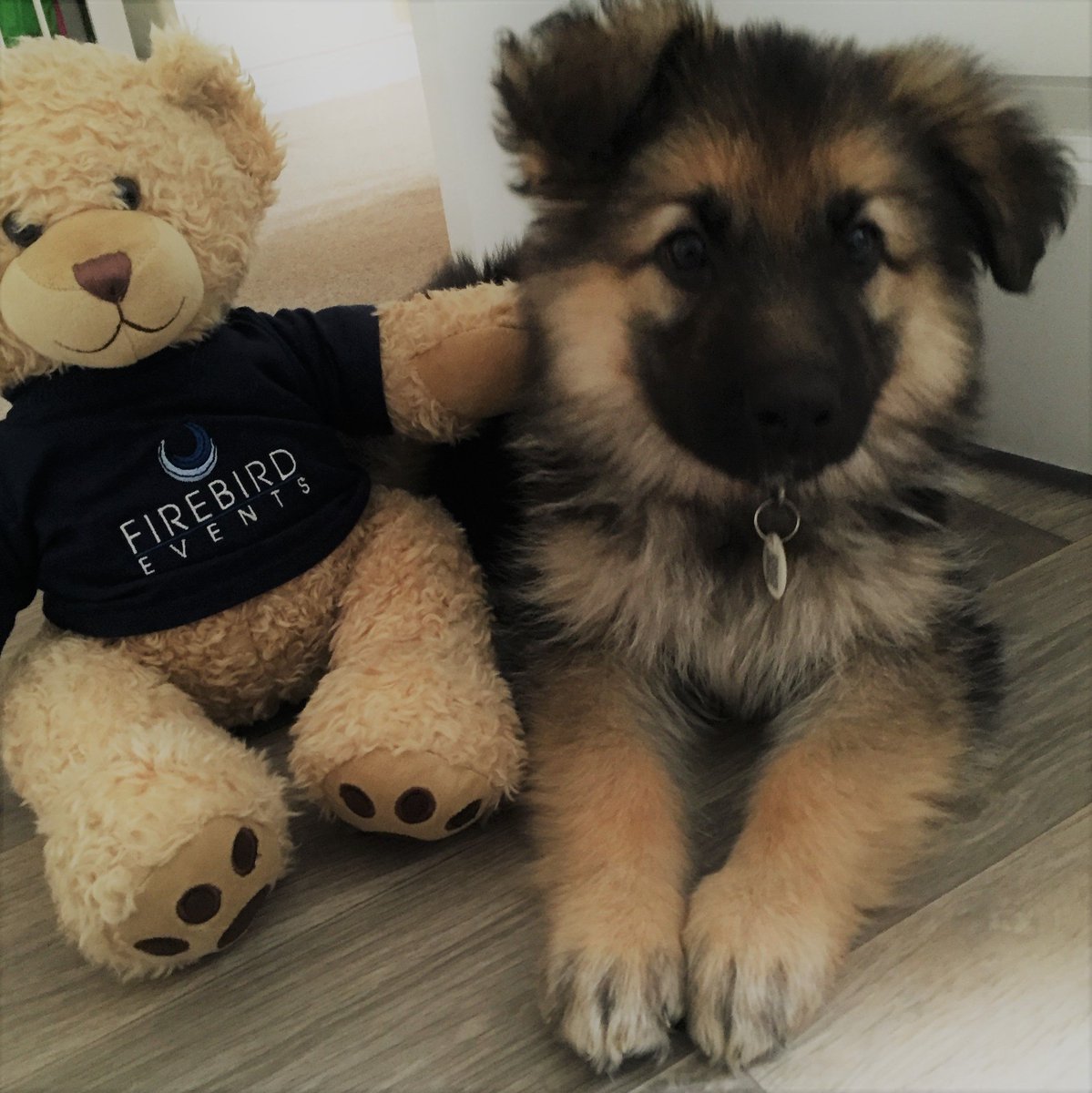 Firebird_Ted's tweet photo. Firebird Ted with his puppy friend - isn't he just the cutest! #NationalPuppyDay #frebirdevents #love https://t.co/So48jdllY6