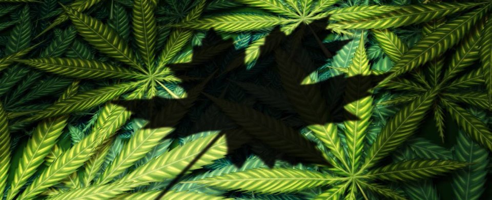 HRProMag's tweet photo. A full 71 per cent of #employers are still not prepared for the legalization of marijuana, according to a new survey by the @HRPA, Business of Cannabis (BofC) and the Public Services Health &amp; Safety Association (PSHSA). #HRProNow: https://t.co/kKtIip8z1e #HR #Ontario #CHRP #CHRE https://t.co/E0EKub0V7H