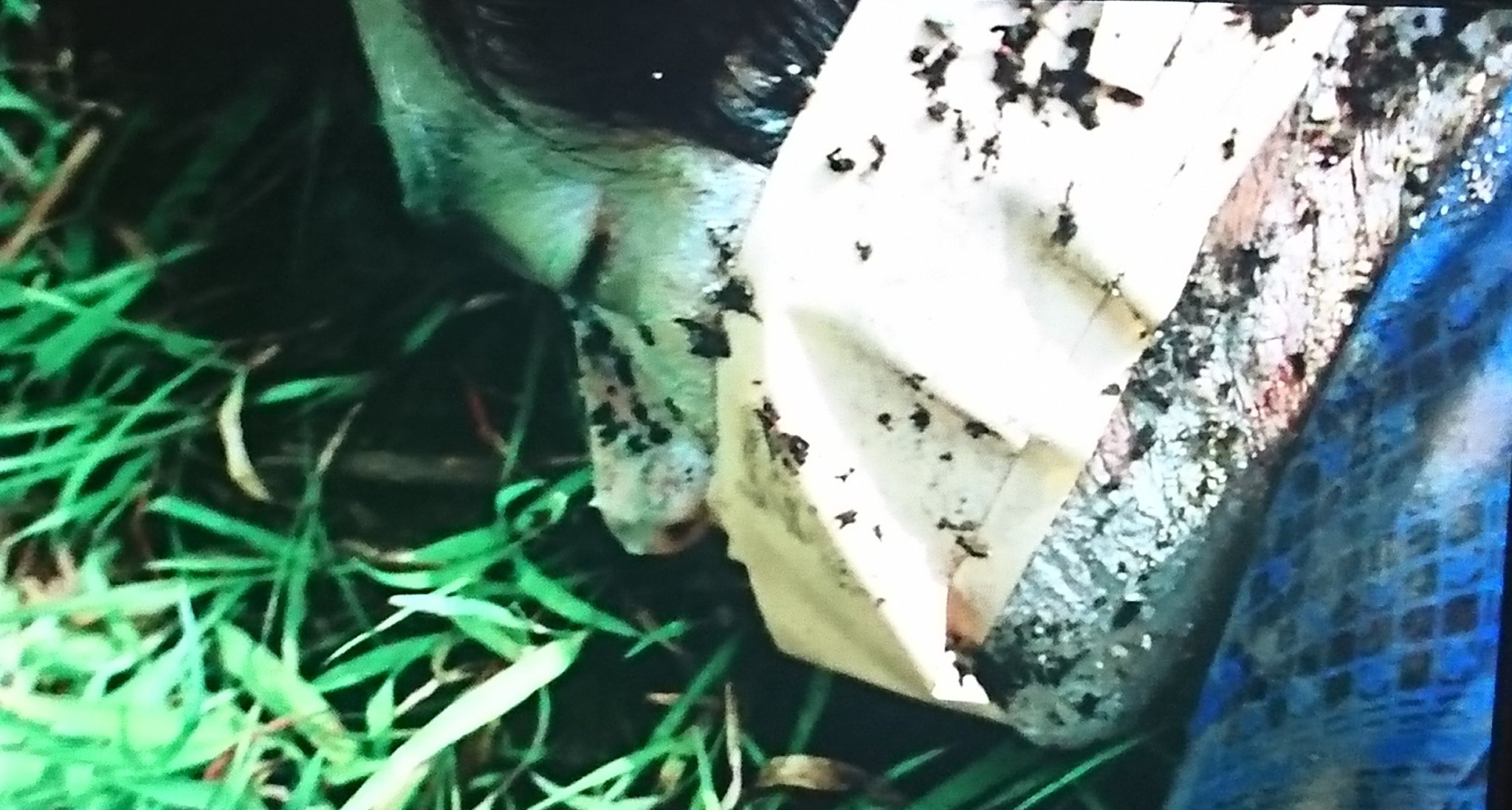 やーさん そして 映画 制覇 では鳴海清をにしきのあきら 現錦野旦 が演じていました 映画紹介するならこの 制覇 だけでも良かった気がする 三代目撃ってるシーンあるし 逃亡シーンある 仲間内に殺られるシーンあるし 腐乱死体で発見されるシーンも やーさん そして 映画 制覇 では鳴海清をにしきのあきら 現錦野旦 が演じていました 映画紹介するならこの 制覇 だけでも良かった気がする 三代目撃ってるシーンあるし 逃亡シーンある 仲間内に殺られるシーンあるし 腐乱死体で発見されるシーンも