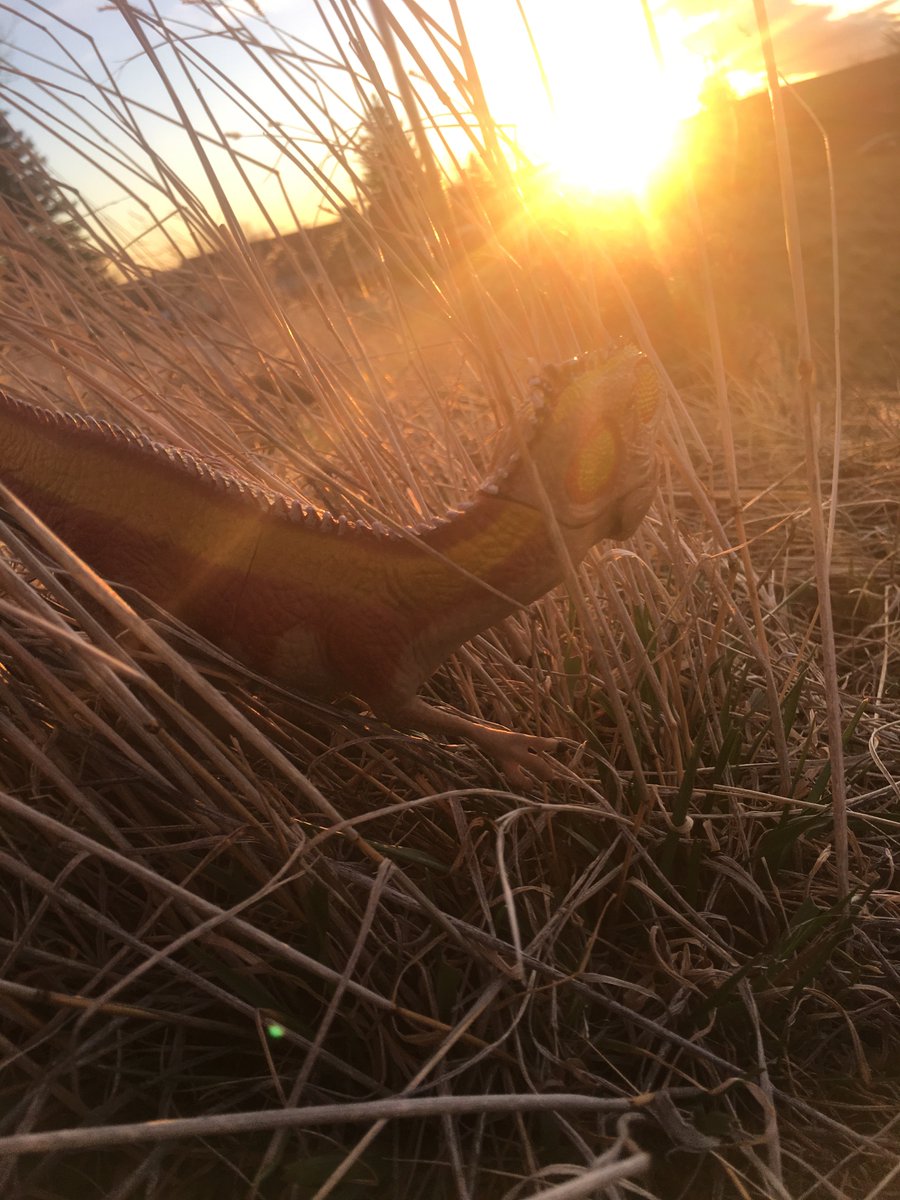 dinoadventure_s's tweet photo. Took a walk this morning and found a beautiful sunrise. It’s amazing what you can see when you don’t lay around in bed. https://t.co/5J2WEkR8XW