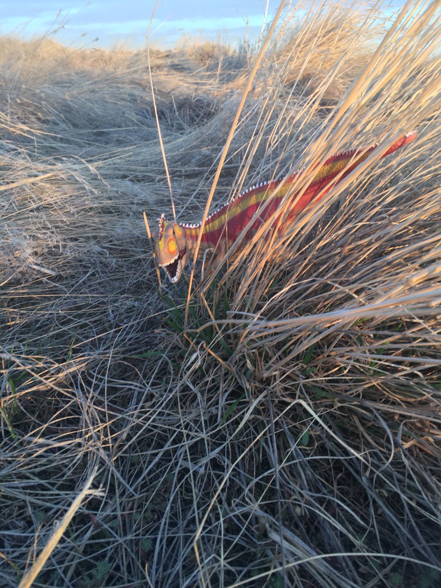dinoadventure_s's tweet photo. Took a walk this morning and found a beautiful sunrise. It’s amazing what you can see when you don’t lay around in bed. https://t.co/5J2WEkR8XW