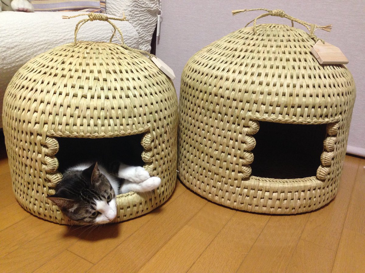 Neko_Tsugura's tweet photo. 「猫堂」さんの保護猫活動の新聞記事を見たのが6年前😺。
活動に協力して提供した「猫つぐら」も200個を超えました。
安曇野で自家栽培のコシヒカリの藁のみを使用し、１つ2週間かけて編み込んでいます🐈！
HP: https://t.co/hoK0bqg2tP https://t.co/IiL3PRJIkk