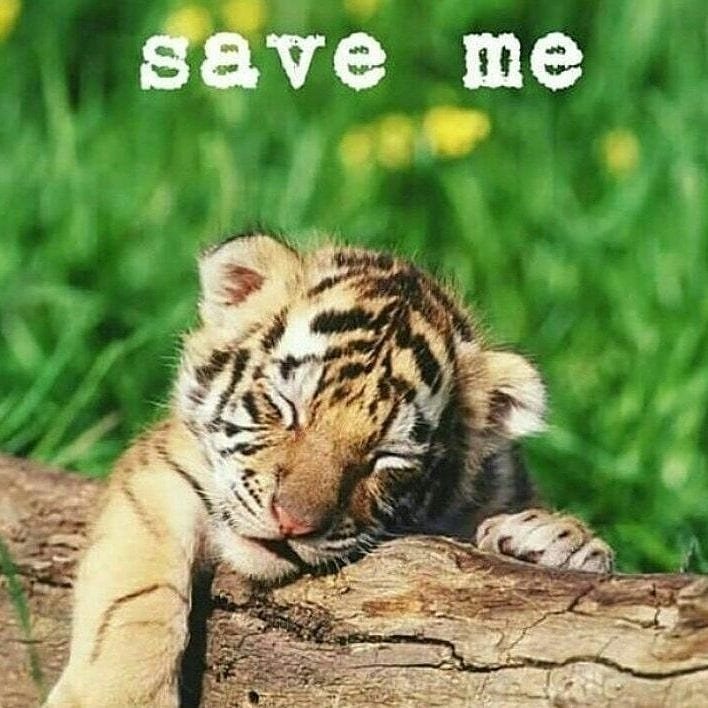 AnnastasiaRotua's tweet photo. Save our wildlife
#agpearthhour2018#earthhour#agpearthhour#agpeduli#connect2earth 
#changeclimatechange @agnezmo @agpeduli @vjdaniel @jokowi@Nadya_HutaGalng @MatthiasHues  @CitarumLestari @Cristiano@kylieminogue@TamblingID@tamblingwildlife @nadyahutagalung @officialmatthiashues https://t.co/ZExdQoOvqJ