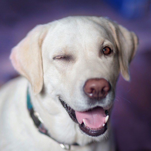 CottageLifts's tweet photo. Reposting @labraloot: - via @Crowdfire
Have you got your paws on our April box yet? Donβt miss out, we have lots of amazing handmade goodies from independent suppliers that you wonβt see on every other dog ππΎπ https://t.co/caFDqNqOh4 #labraloot #labrador #subscriptionbox https://t.co/aqJHj9eGyX