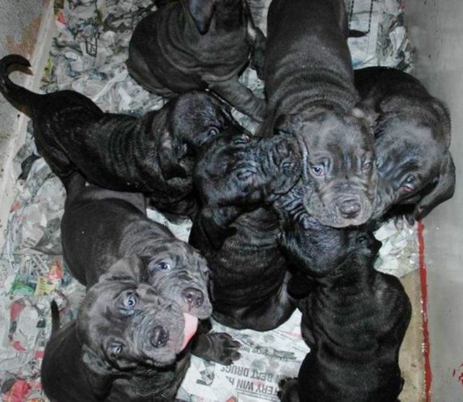 What Is The Largest Litter Of Puppies On Record