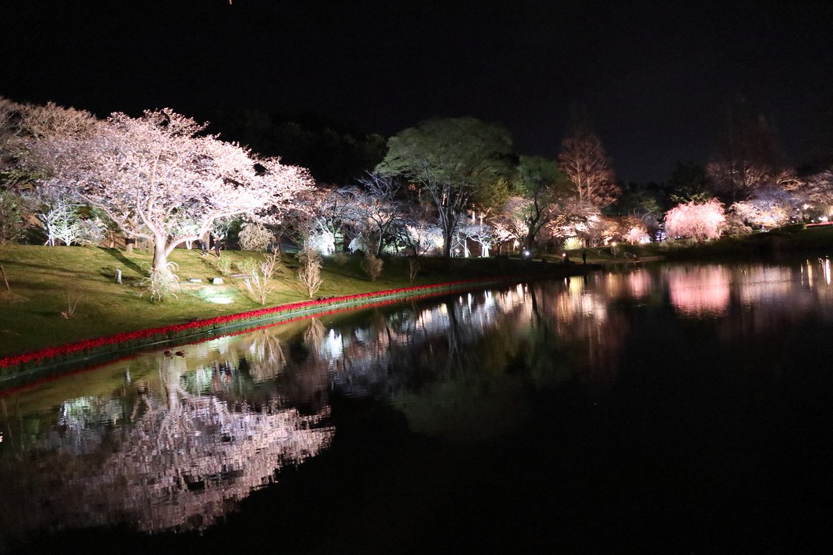 ট ইট র 浜ゆう 浜松フラワーパーク 夜桜ライトアップが始まった 浜松フラワーパーク はままつフラワーパーク 夜桜 ライトアップ 夜桜ライトアップ Eosm6 Efm18 150mm